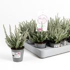 Calluna vulgaris GARDEN GIRLS FLUFFY