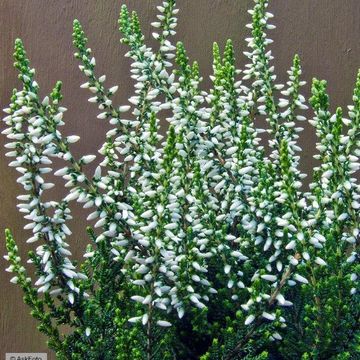 Calluna vulgaris GARDEN GIRLS MADONNA