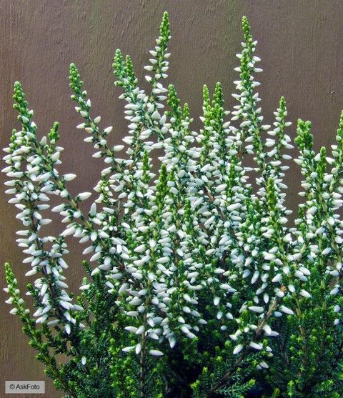 Calluna vulgaris GARDEN GIRLS MADONNA