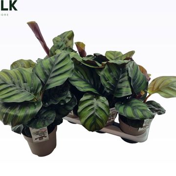 Calathea fasciata