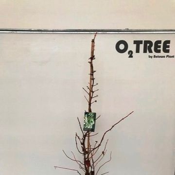 Hydrangea anomala petiolaris