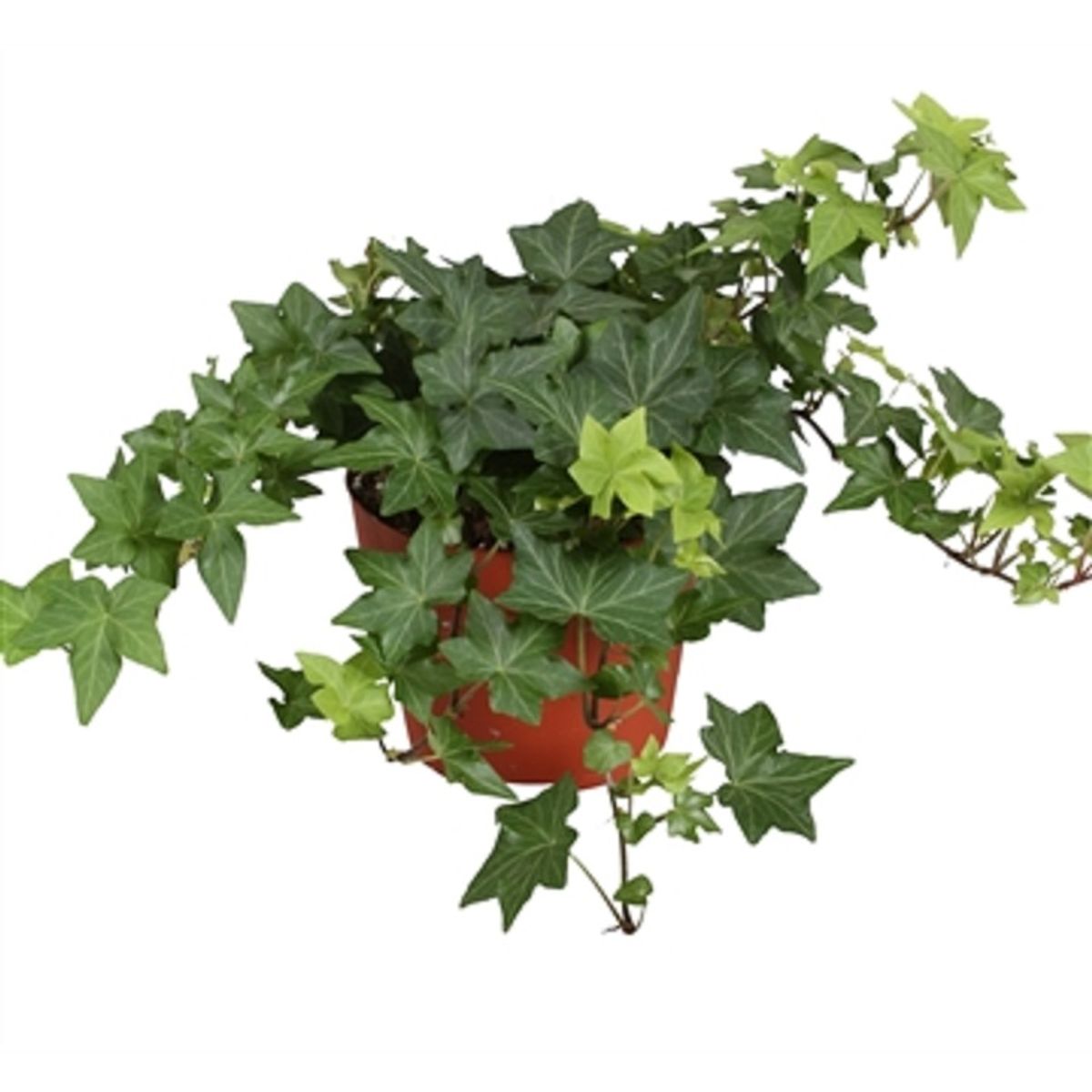 Hedera Helix Brigitte — Plant Wholesale Floraccess