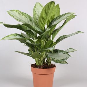 Aglaonema 'Silver Bay' (P17cm H45 - 50cm) - Plant ...