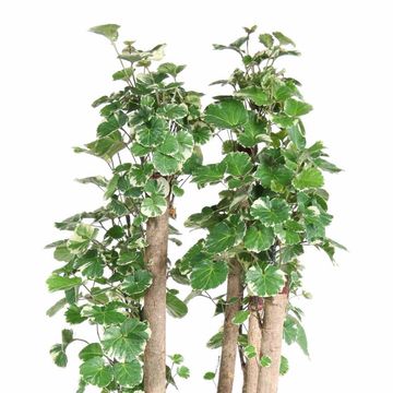 Polyscias scutellaria 'Balfourii'