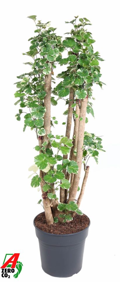 Polyscias scutellaria 'Balfourii'