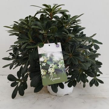 Pittosporum tobira 'Nanum'