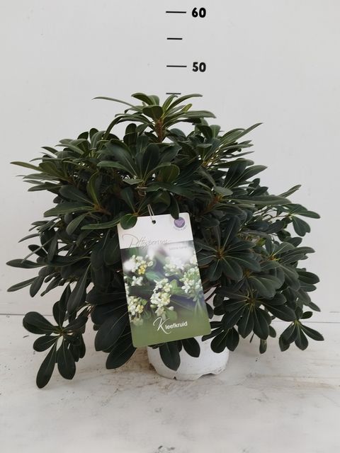 Pittosporum tobira 'Nanum'
