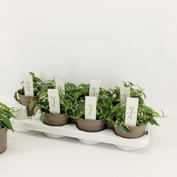 Ficus sagittata 'Variegata'