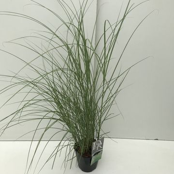 Miscanthus sinensis 'Клейни Силберспинне'