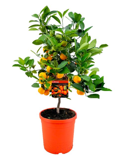 Citrus x microcarpa