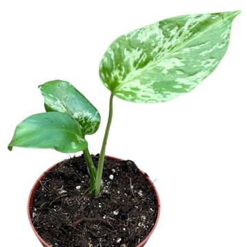 Monstera deliciosa 'Bulbasaur'