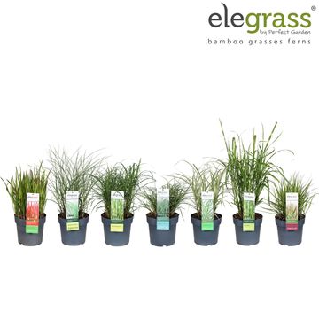 Erbe ornamentali  MIX