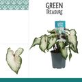 Caladium 'White Wonder'