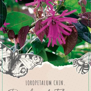 Loropetalum chinense RUBY SNOW