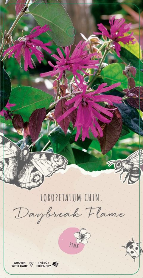 Loropetalum chinense RUBY SNOW