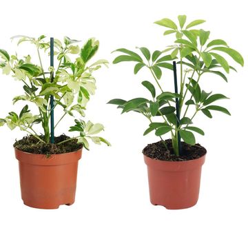 Schefflera MIX