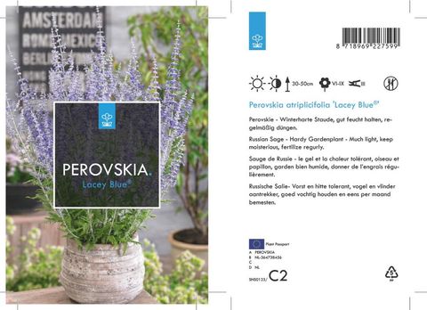 Perovskia atriplicifolia LACEY BLUE