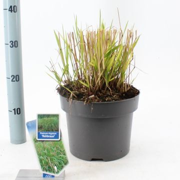 Panicum virgatum 'Rehbraun'