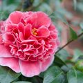 Camellia japonica 'Volunteer'