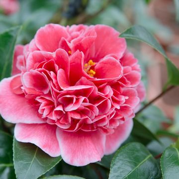 Camellia japonica 'Volunteer'