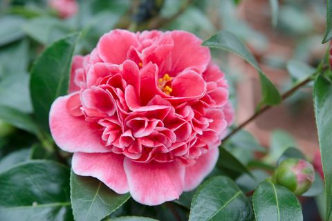 Camellia japonica 'Volunteer'