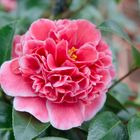 Camellia japonica 'Volunteer'