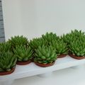 Echeveria agavoides