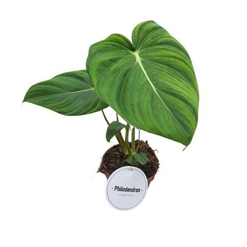 Philodendron 'McDowell'