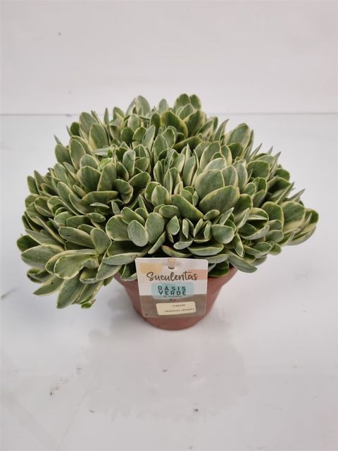 Crassula swaziensis 'Variegata'