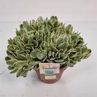 Crassula swaziensis 'Variegata'