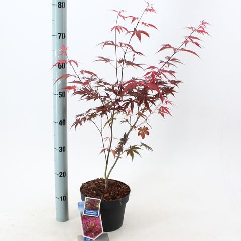 Acer palmatum 'Atropurpureum'