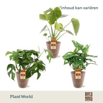 Monstera MIX