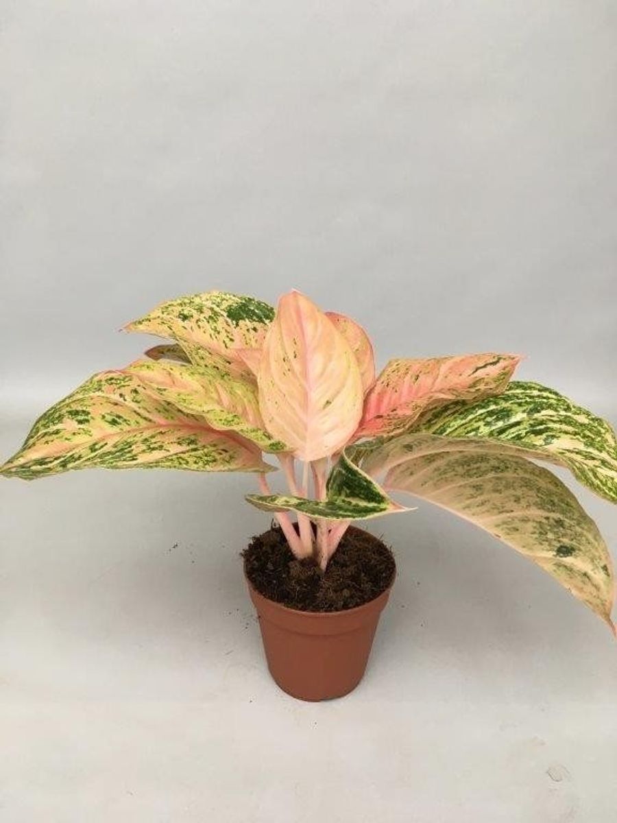 Aglaonema 'Bidadari'  Plant Wholesale FlorAccess