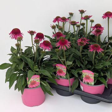 Echinacea DELICIOUS CANDY