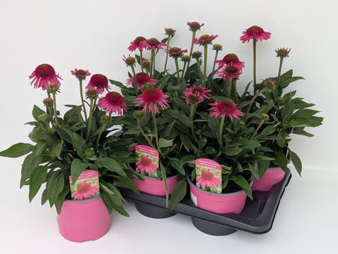 Echinacea DELICIOUS CANDY