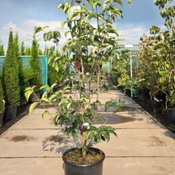 Cornus STARLIGHT