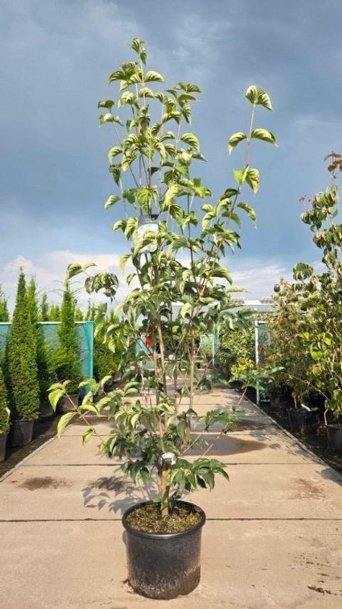 Cornus STARLIGHT
