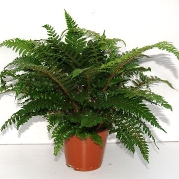 Polystichum polyblepharum