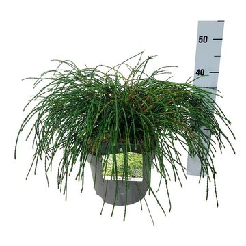 Thuja plicata 'Whipcord'