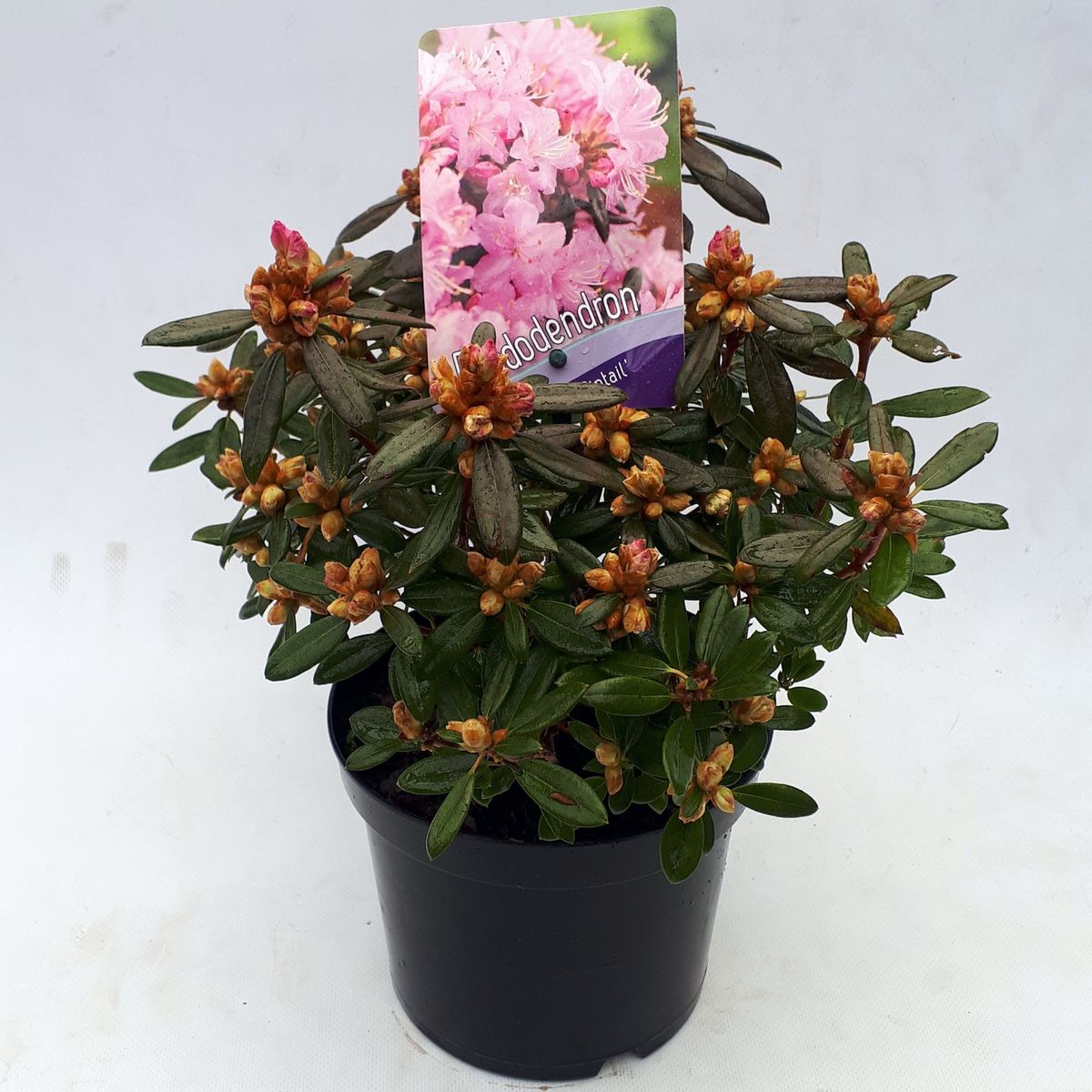 Rhododendron 'Pintail' — Pflanzengroßhandel FlorAccess