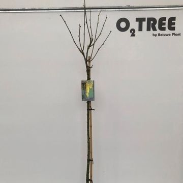 Laburnum x watereri 'Vossii'