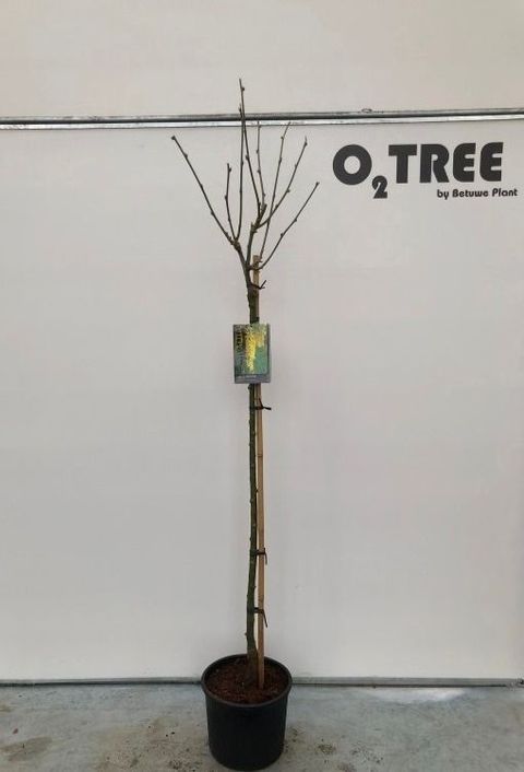 Laburnum x watereri 'Vossii'