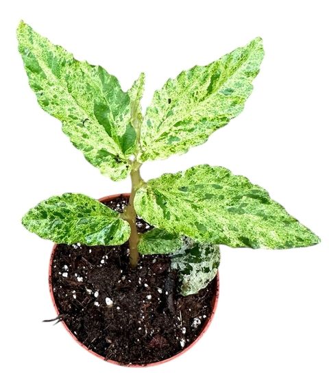 Pellionia repens 'Variegata'