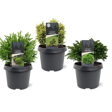Cryptomeria japonica MIX
