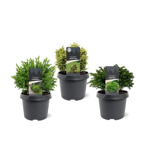 Cryptomeria japonica MIX
