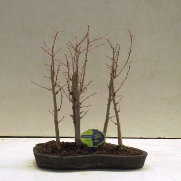 Pseudolarix amabilis