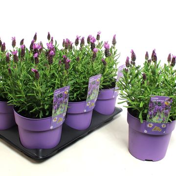 Lavandula stoechas FANTASIA EARLY PURPLE
