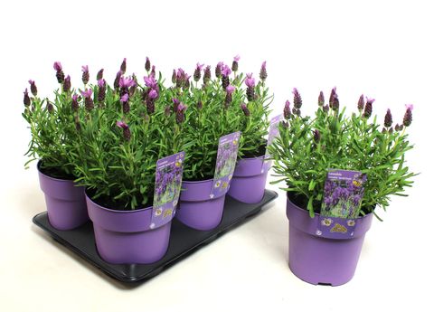 Lavandula stoechas FANTASIA EARLY PURPLE