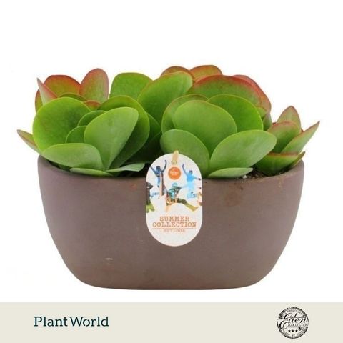Kalanchoe thyrsiflora