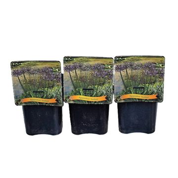 Agapanthus 'Sunfield'